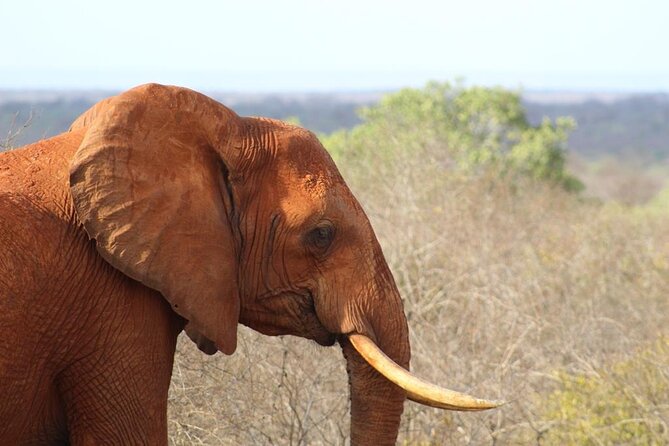 3 days safari Tsavo East and Taita hills (Saltlick lodge) - What the $900 price covers