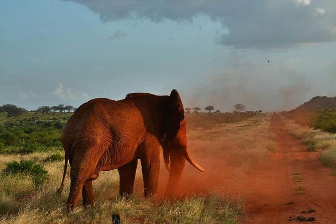 3 days safari Tsavo East and Taita hills (Saltlick lodge) - The wildlife you may see