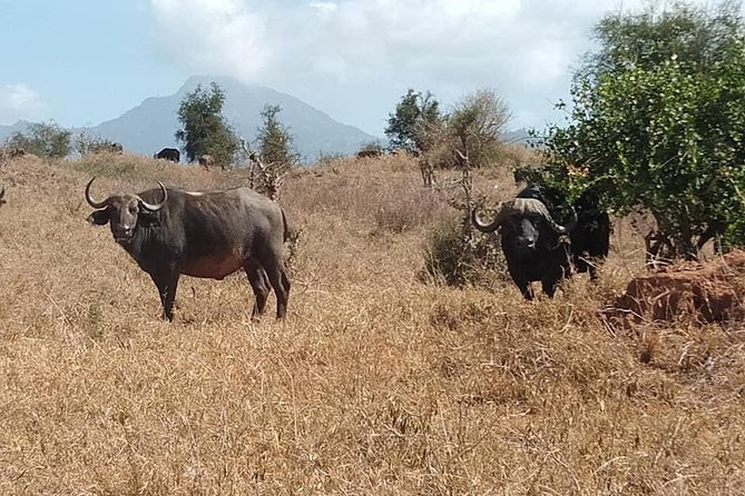 3 Days Safari Tsavo East and Taita Hills Saltlick Lodge - Day one: the long road to Tsavo East