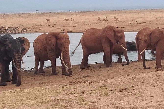 3 days safari Tsavo East and West - Why This Route Works From Diani Beach
