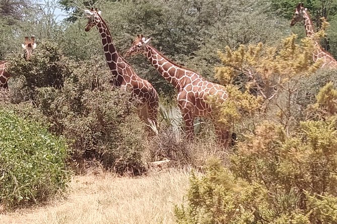 3 days safari Tsavo East and West - Day Three: One Last Game Drive and the Road Home