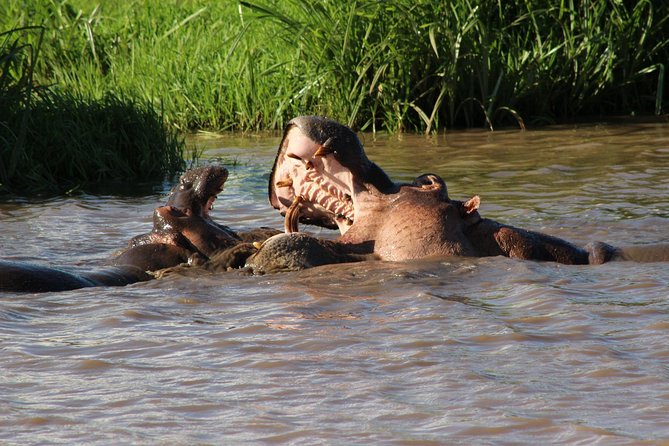 3 days safari Tsavo East and West - Private Vehicle or Group Tour?