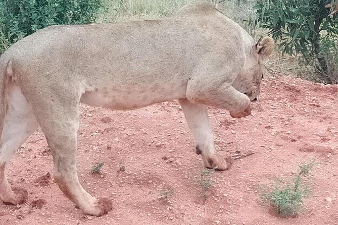 3 days safari Tsavo East and West - Guides and the Human Side of the Safari
