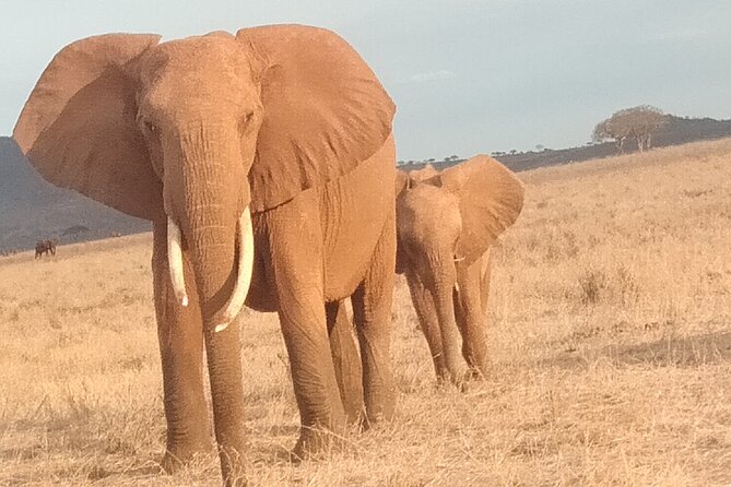 3 days safari Tsavo East and West - What You May See, and What No Safari Can Promise