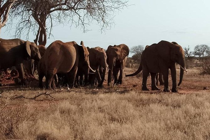 3 days safari Tsavo East and West - Day Two: From Voi to Mzima Springs