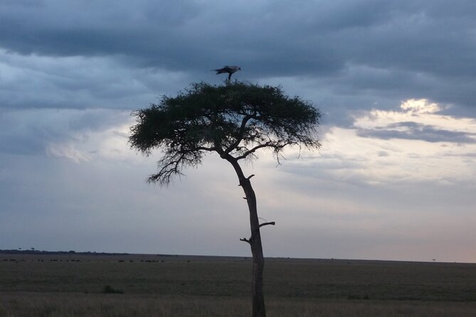3 Days to Maasai Mara N/R. - A full day around the Mara River