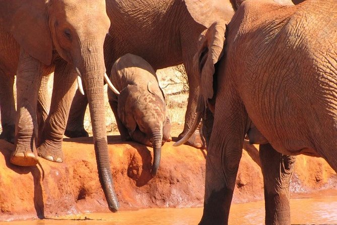 3 Days Tsavo East & Amboseli (2 Nights) - Day One: Entering Tsavo East Through Buchuma Gate
