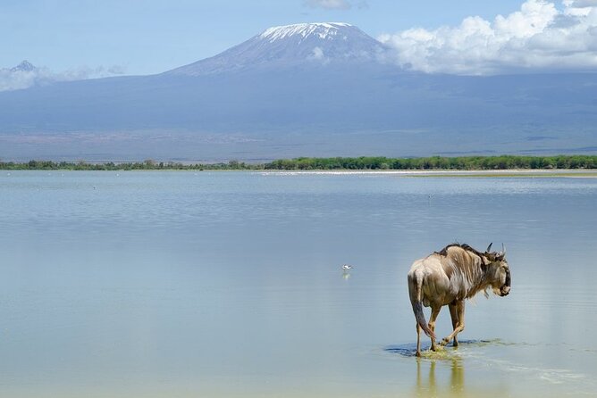 3 Days Tsavo East & Amboseli (2 Nights) - The Main Drawbacks to Consider