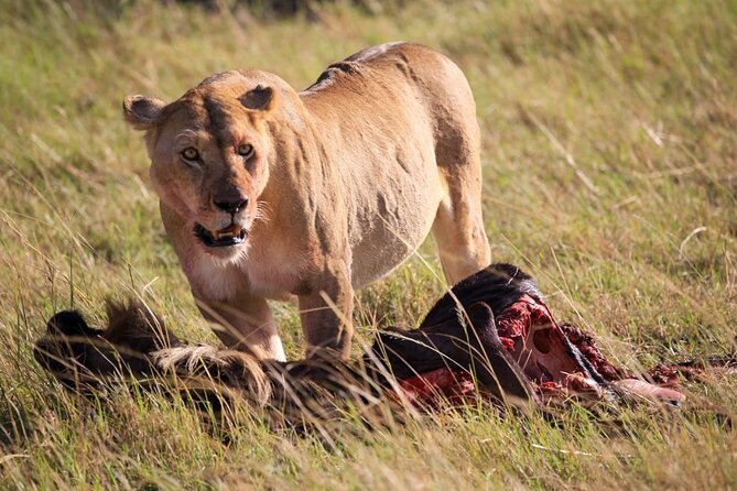 3 Days Tsavo East & Amboseli (2 Nights) - Should You Book It?