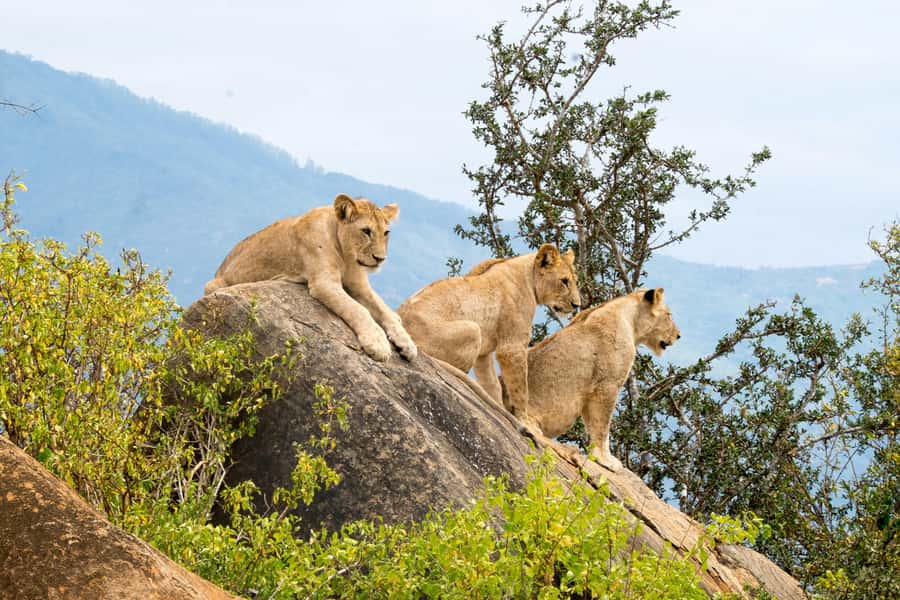3 DAYS TSAVO EAST- AMBOSELI PARKS FROM MOMBASA/DIANI - Two Kenyan parks, one very full three-day route