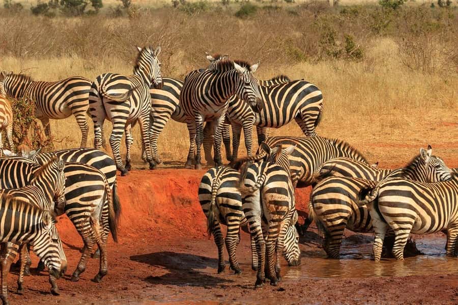 3 DAYS TSAVO EAST- AMBOSELI PARKS FROM MOMBASA/DIANI - Day one: Tsavo East and the first red-earth game drive