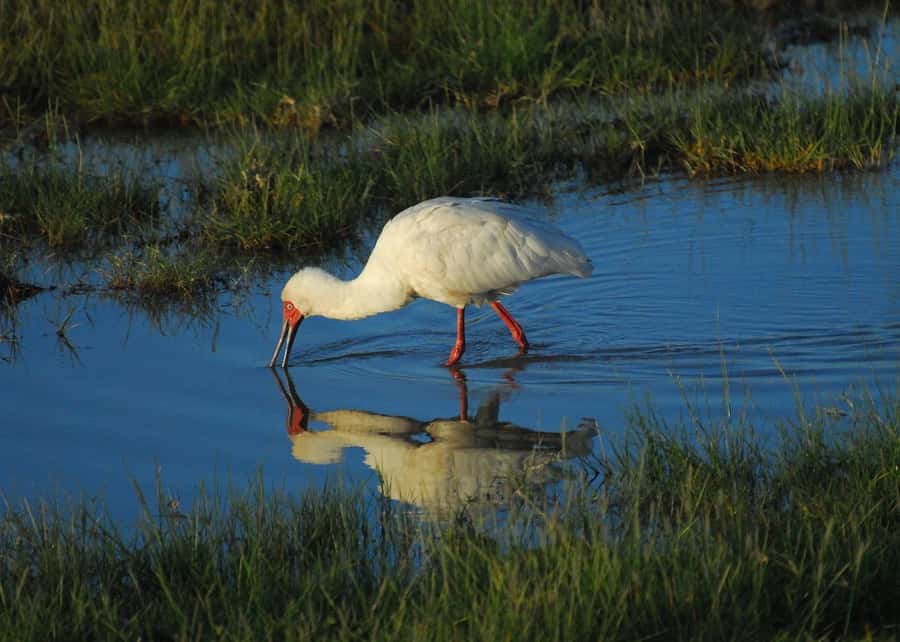 3 DAYS TSAVO EAST- AMBOSELI PARKS FROM MOMBASA/DIANI - What to bring and how to prepare