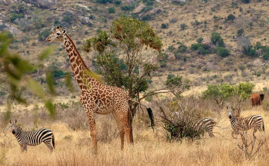 3 DAYS TSAVO EAST- AMBOSELI PARKS FROM MOMBASA/DIANI - Tsavo East: wildlife, scale, and realistic expectations