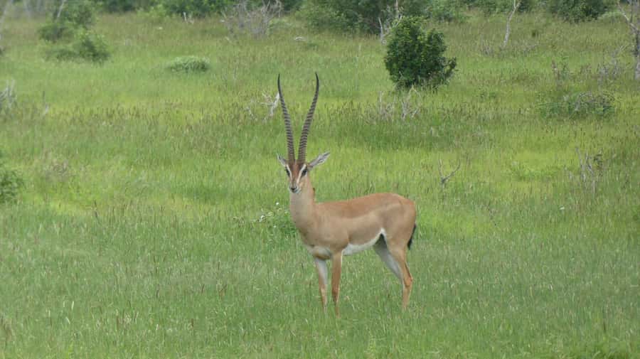 3 days Tsavo East and Amboseli safari from Diani/Mombasa - Amboseli’s Mount Kilimanjaro view