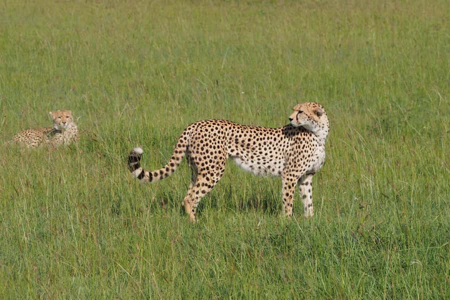 3 days Tsavo East and Saltlick safari from Diani/Mombasa - Why this three-day safari works from the Kenyan coast