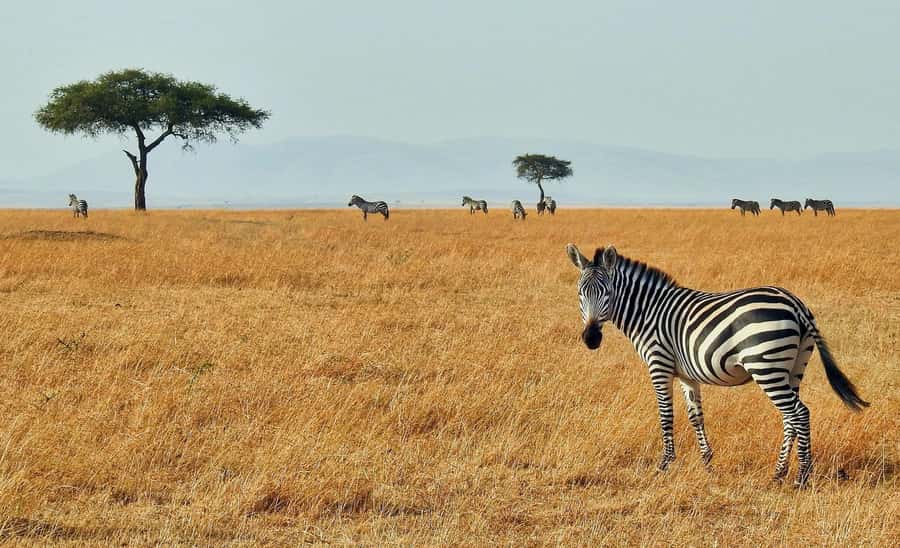 3 days Tsavo East and Saltlick safari from Diani/Mombasa - What the guides add to the experience