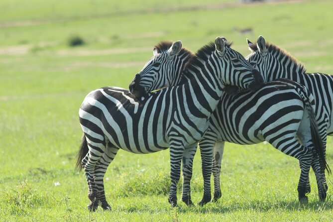 3 Days Unforgettable Masai Mara Safari Tour - Wildlife viewing with the right expectations