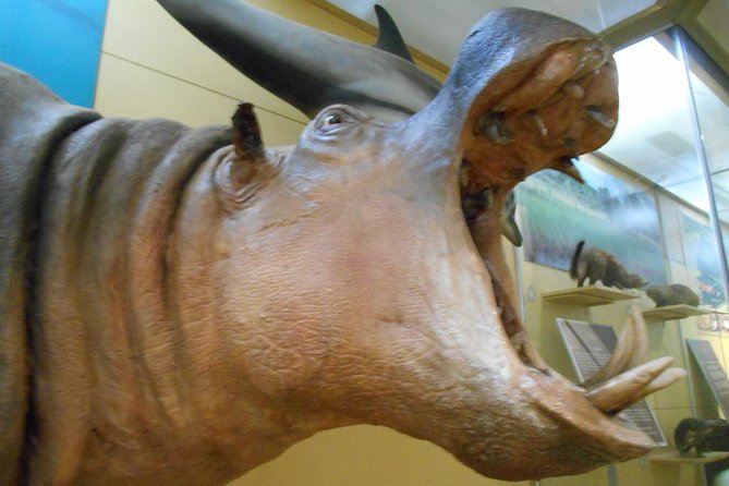 3 Hours Nairobi National Museum - What the three-hour Nairobi visit really gives you