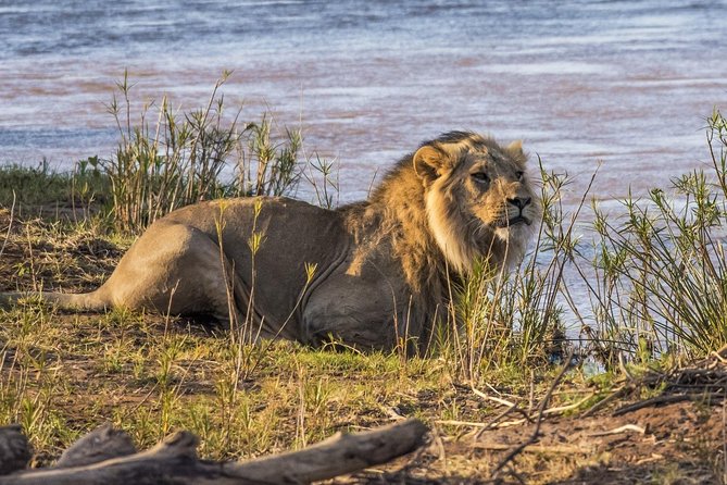 3 nights exclusive Masai Mara safari - Day 3: Wildlife corridors and Maa community life
