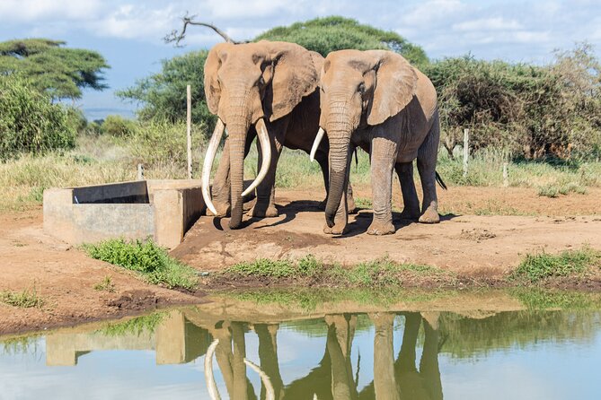 3day Amboseli Park Private safari - Why Amboseli works so well for a short safari