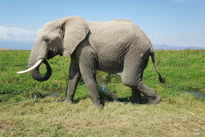 3day Amboseli Park Private safari - The private 4x4 makes a real difference