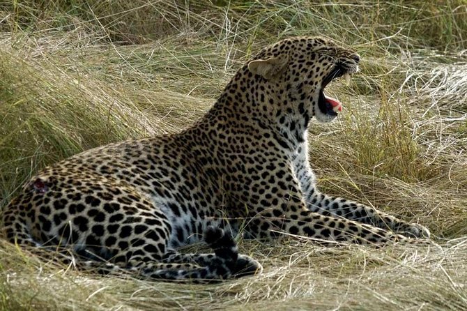 3days/2nights group joining Masai Mara with Masai Village Visit - A full day among lions, cheetahs, and wildebeest
