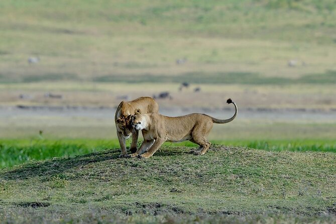3days masai mara best of lodge safari - Jambo Mara Lodge and the value of staying inside the reserve