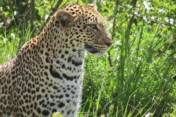 3days masai mara best of lodge safari - What the $800 price really gives you