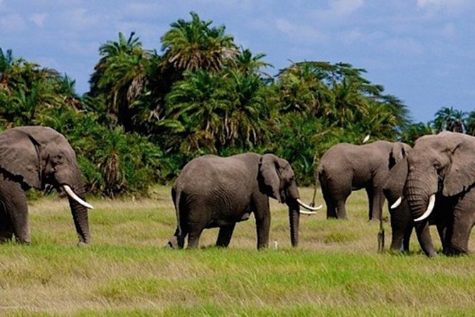 3days masai mara best of lodge safari - Day 2: a full safari day and lunch beside Hippo Pool