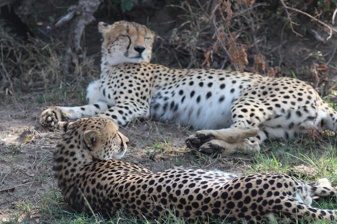 3days Masai Mara private safari with a 4x4 land cruiser Jeep - Private safari advantages and limits