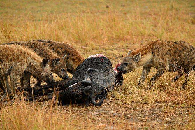 3days Masai Mara private safari with a 4x4 land cruiser Jeep - Who should book this three-day safari