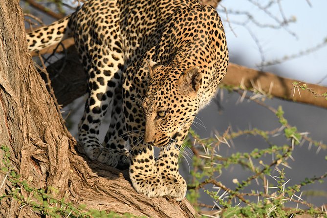 3days Masai Mara private safari with a 4x4 land cruiser Jeep - Day 2: A full day among lions, elephants, and zebra