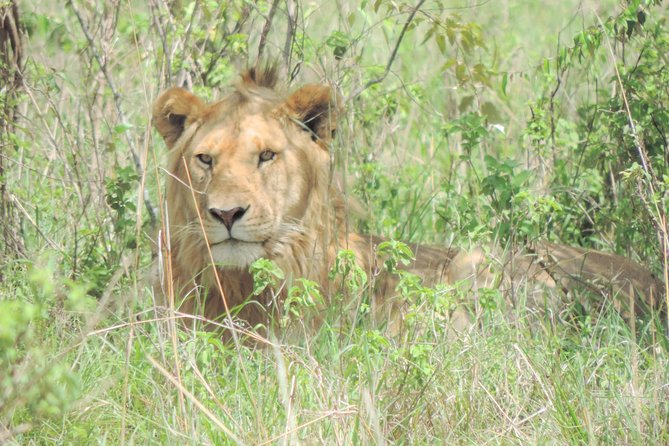 4-Day Adventure to Lake Nakuru & Maasai Mara - Two parks, two very different safari moods