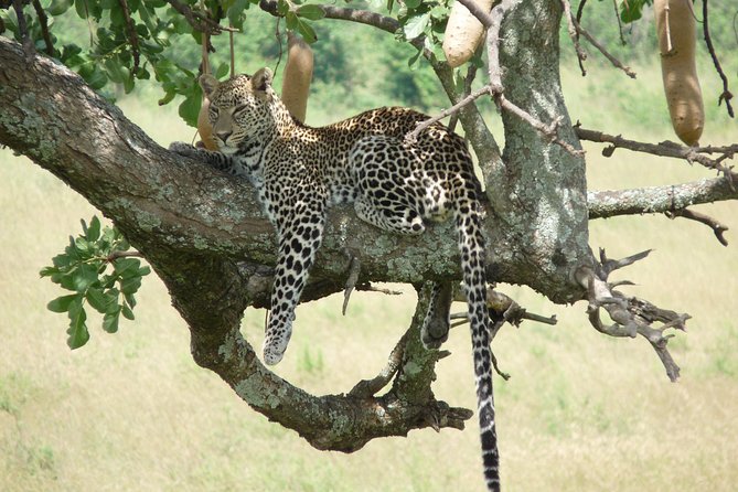 4-Day Adventure to Lake Nakuru & Maasai Mara - Day 3: Ten hours inside Maasai Mara