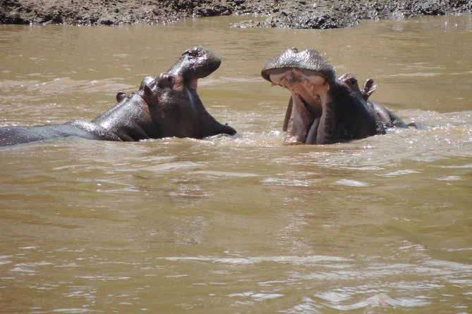 4-Day Adventure to Lake Nakuru & Maasai Mara - Day 4: Maasai culture and the return to Nairobi