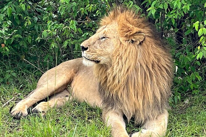 4-Day Adventure to Lake Nakuru & Maasai Mara - What the $1,268.66 price means