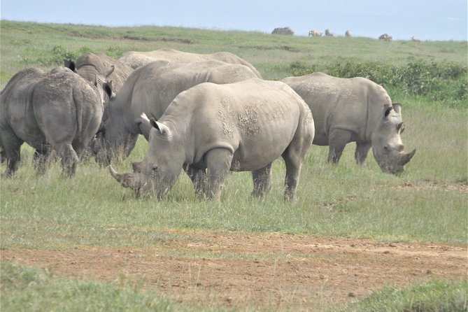 4-Day Adventure to Lake Nakuru & Maasai Mara - The practical side of the road