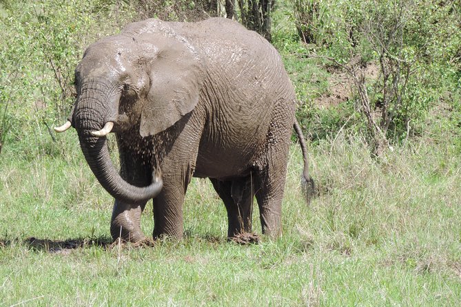 4-Day Adventure to Lake Nakuru & Maasai Mara - Day 2: Lake Nakuru to Maasai Mara