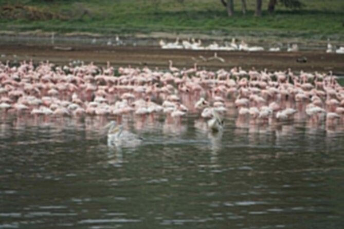 4-Day Group Safari to Maasai Mara & Lake Nakuru- 4 x 4 jeep - What the $750 price really covers