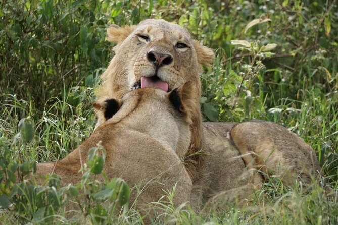 4-Day Group Safari to Maasai Mara & Lake Nakuru- 4 x 4 jeep - Day two: a full Mara search and the Mara River