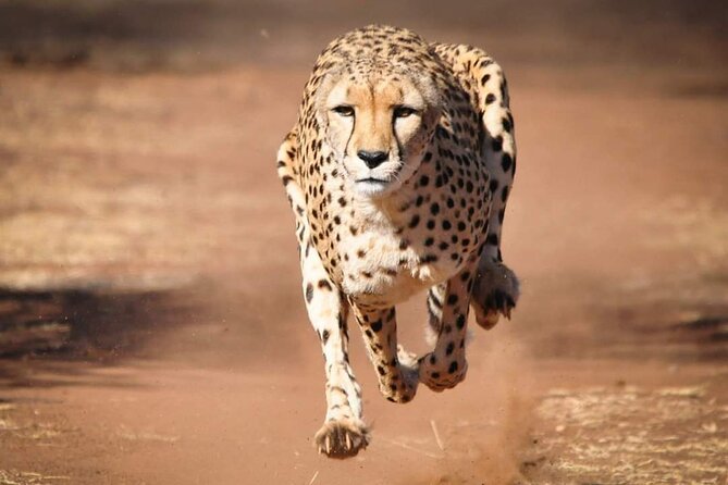 4 Day Group Tour to Maasai Mara and Lake Nakuru by a 4WD Cruiser - First game drive in Maasai Mara