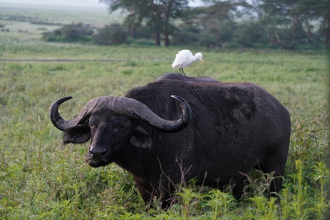 4 Day Group Tour to Maasai Mara and Lake Nakuru by a 4WD Cruiser - Lake Nakuru and its white rhinos