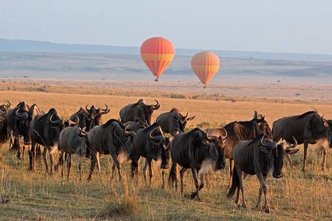 4 Day Group Tour to Maasai Mara and Lake Nakuru by a 4WD Cruiser - What the $350 package really includes