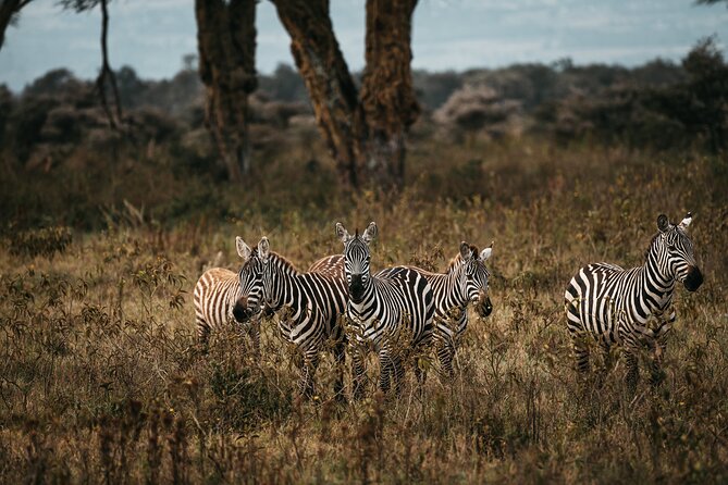 4-Day Maasai Mara and Lake Nakuru Safari from Nairobi - The Maasai Mara afternoon drive