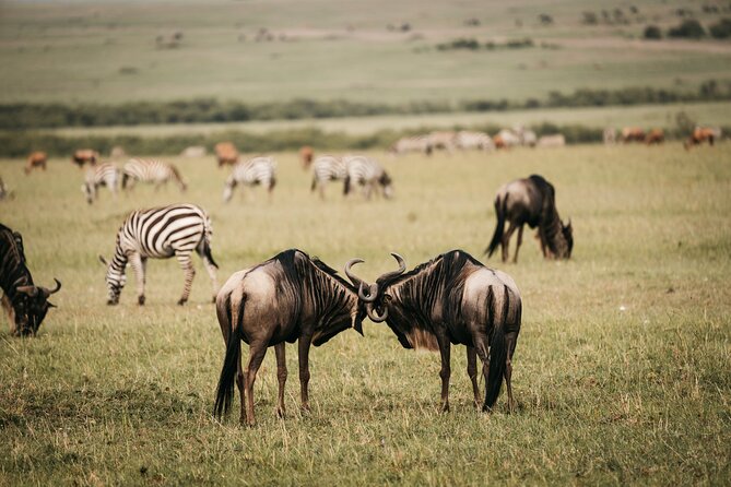 4-Day Maasai Mara and Lake Nakuru Safari from Nairobi - The optional Maasai village visit