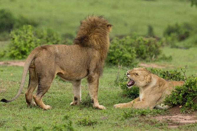 4-Day Maasai Mara and Lake Nakuru Safari from Nairobi - Morning game viewing at Lake Nakuru