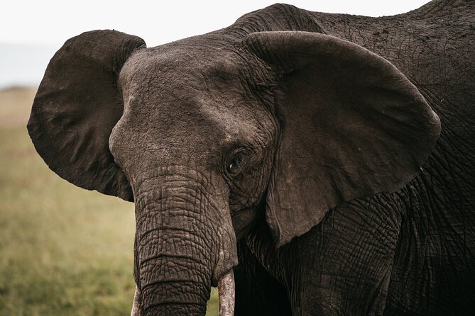 4-Day Maasai Mara and Lake Nakuru Safari from Nairobi - What is included in the $1,743.25 price