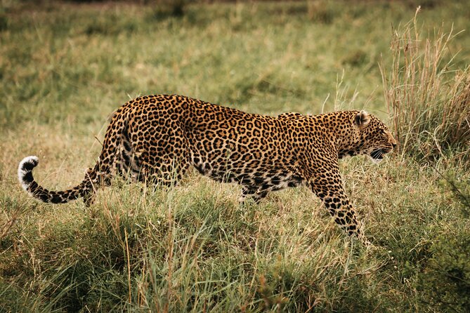 4-Day Maasai Mara and Lake Nakuru Safari from Nairobi - A full day among Mara wildlife