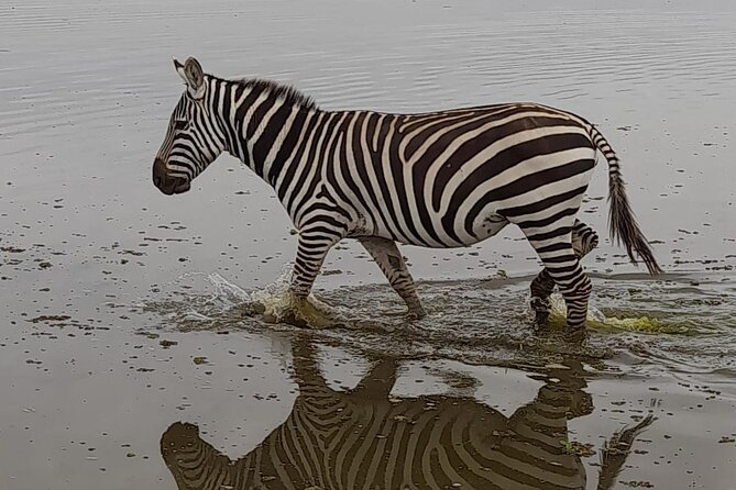4-Day Masai Mara and Lake Nakuru Jeep Safari - Day 1: Great Rift Valley views and the first Mara game drive