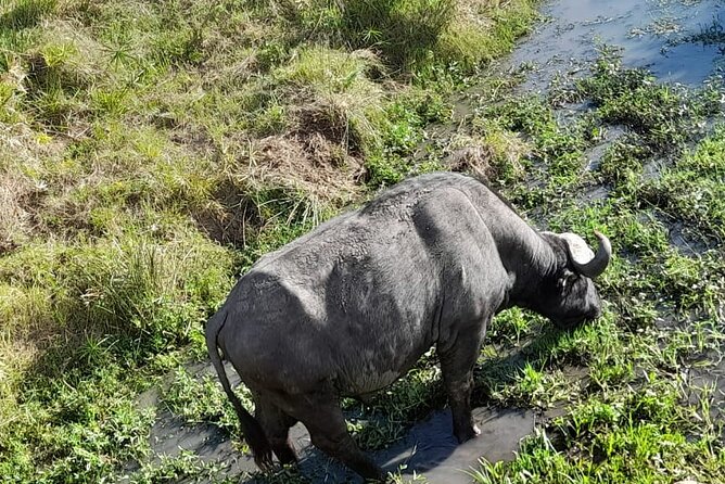 4-Day Masai Mara and Lake Nakuru Jeep Safari - Day 3: Leaving the Mara for Lake Nakuru